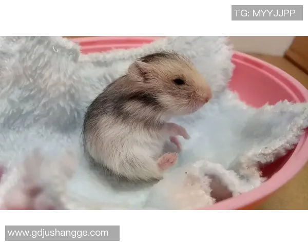 足球明星偶遇金丝熊的奇妙瞬间引发的环保思考与动物保护热潮